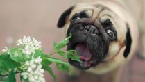 9 sobnih biljaka koje su škodljive za pse