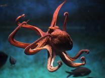 20 zanimljivosti o oktopodima